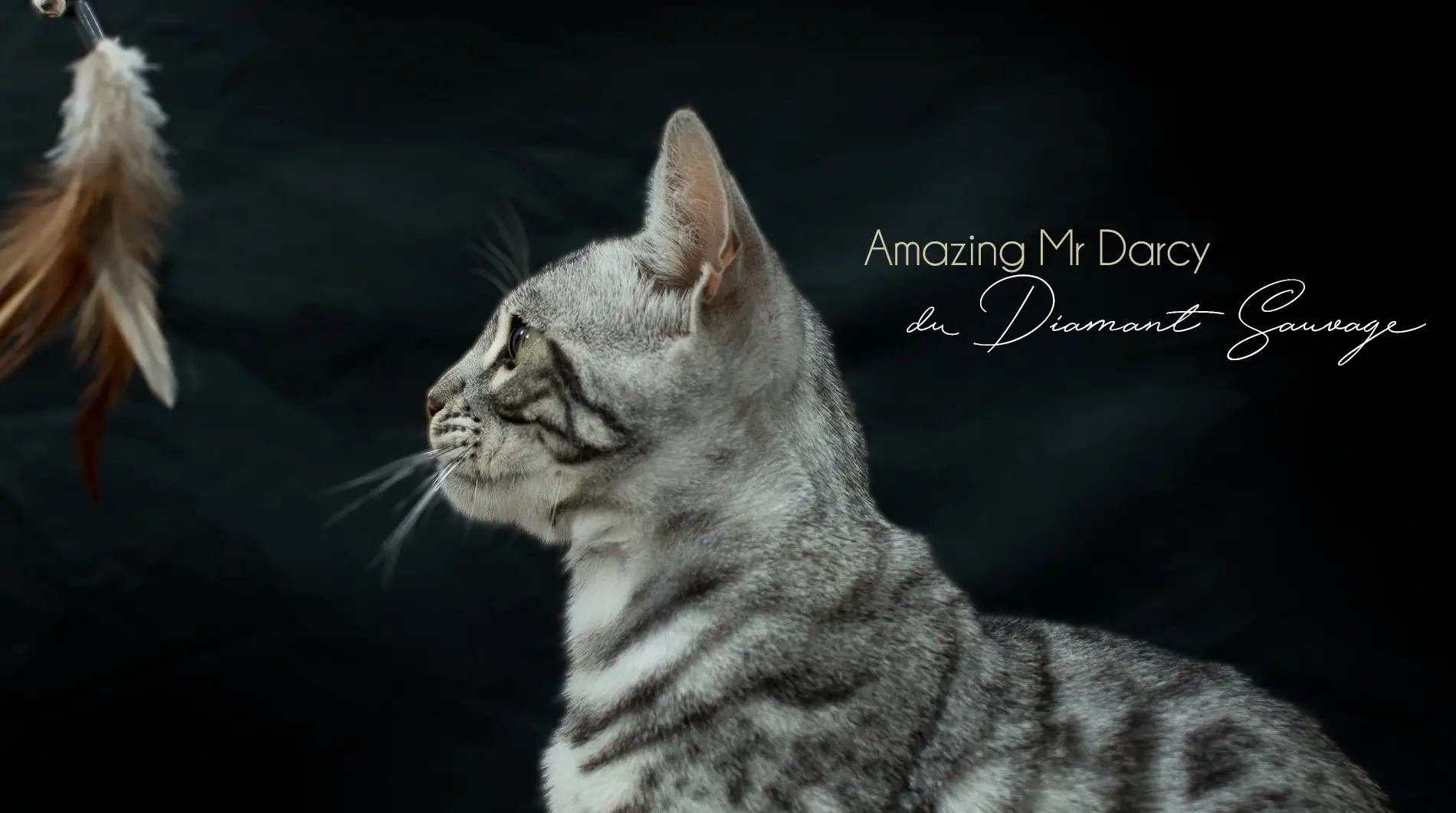 Chat Bengal